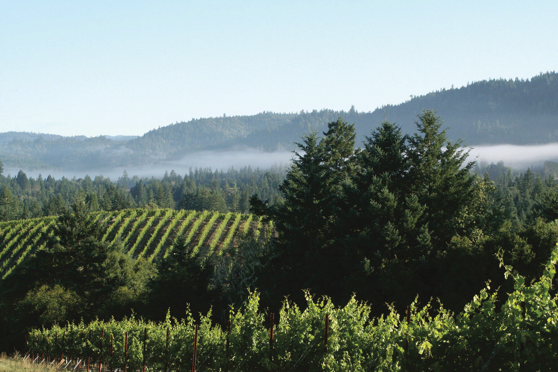 Copain's Winemaker, Ryan Zepaltas